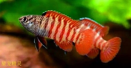 龍魚色彩提升的自然方法：提升龍魚色彩的自然方法