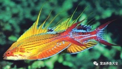 龍魚色彩提升的自然方法：提升龍魚色彩的自然方法