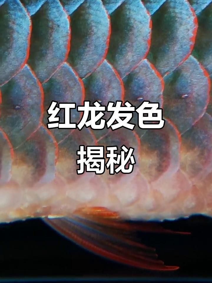 BTL紅龍魚發色技巧有哪些？ BTL紅龍魚發色技巧有哪些？ 龍魚百科 第6張