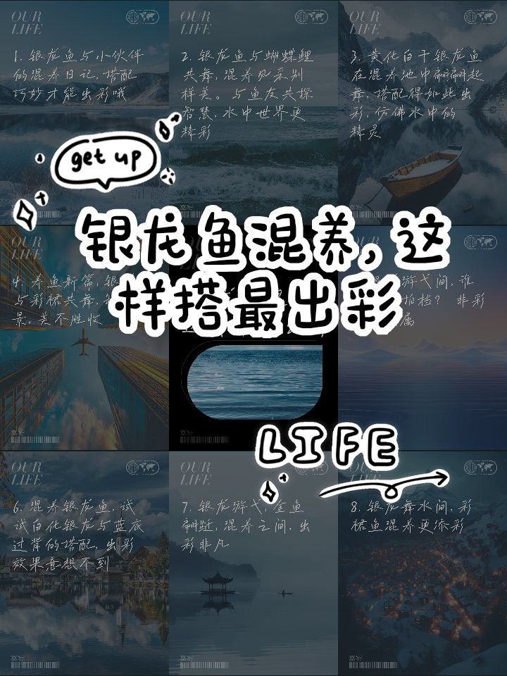 適合和銀龍魚混養的魚類圖片