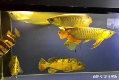 如何選龍魚（如何挑選一條健康、活潑的龍魚，掌握一些挑選技巧）