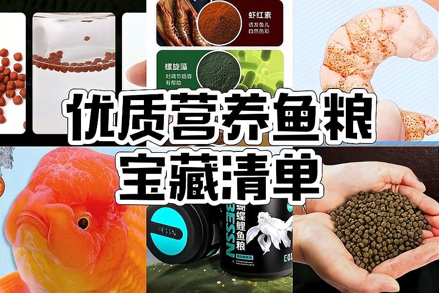 龍魚能吃錦鯉的魚糧嗎怎么喂養(yǎng) 龍魚能吃錦鯉的魚糧嗎怎么喂養(yǎng) 龍魚百科 第1張