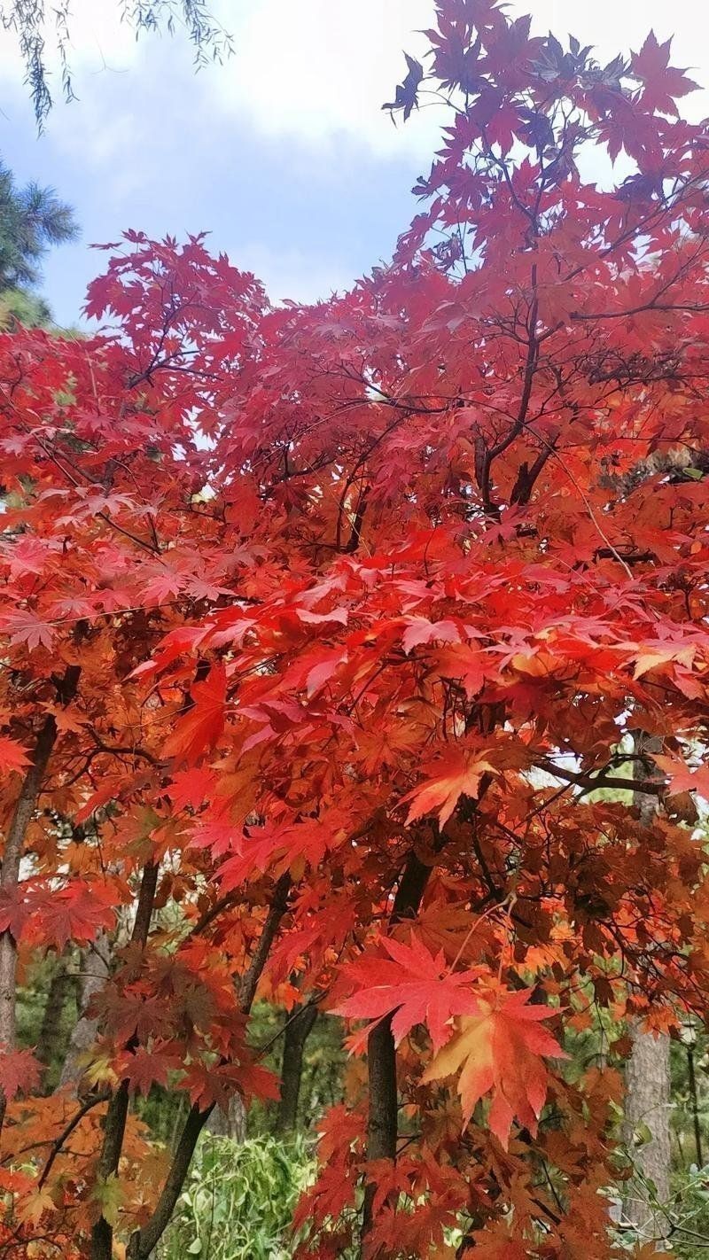 金紅色發色