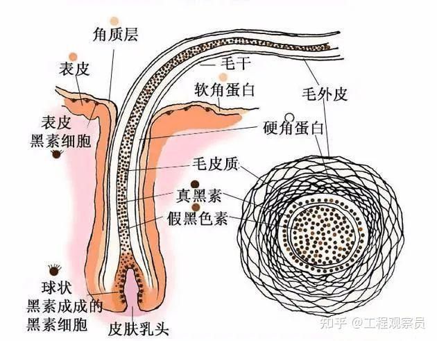 金紅色發色