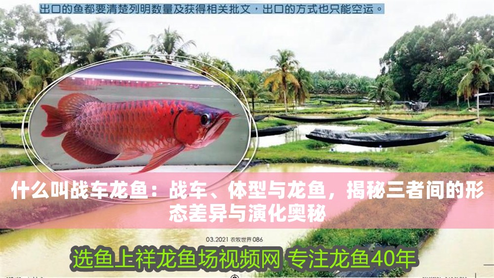 什么叫戰車龍魚：戰車、體型與龍魚，揭秘三者間的形態差異與演化奧秘