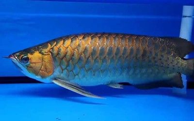 金龍魚分類 硬骨魚是什么魚：硬骨魚是什么魚