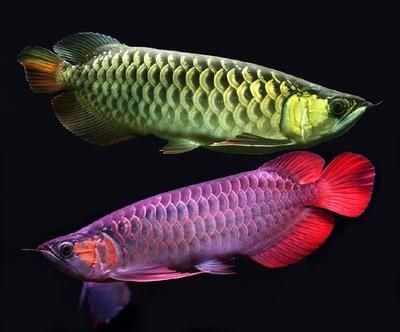 金龍魚分類 硬骨魚是什么魚：硬骨魚是什么魚