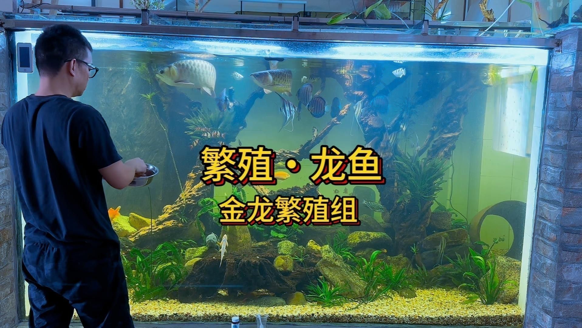 金龍魚繁殖時需要準備哪些設備？