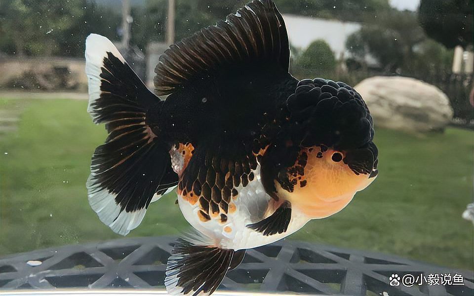 金龍魚繁殖時需要準備哪些設備？