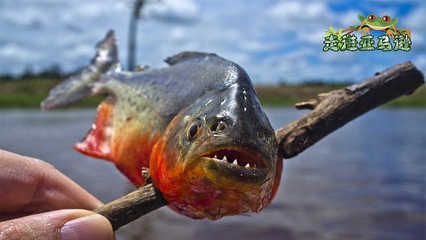金龍魚大戰(zhàn)食人魚：金龍魚與食人魚的傳說