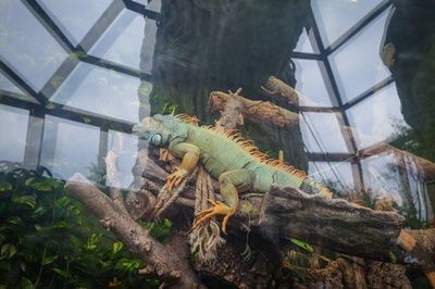 金龍魚大戰(zhàn)食人魚：金龍魚與食人魚的傳說