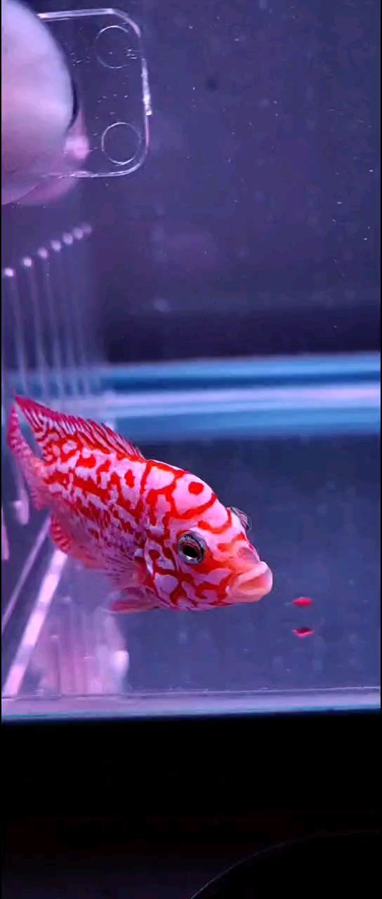龍魚多大可以喂活食飼料了：20厘米以下的龍魚可以喂食活食飼料的條件主要包括以下幾個方面