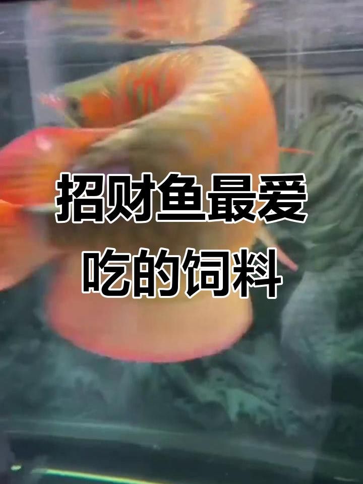 龍魚飼料哪個品牌性價比最高？ 龍魚飼料哪個品牌性價比最高？ 龍魚百科 第4張