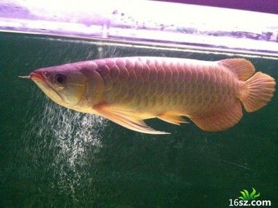 龍魚病癥與治療方法有哪些呢圖片：龍魚常見病癥及其治療方法，龍魚病癥與治療方法詳解