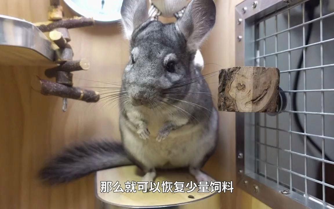 龍貓有哪些常見疾病？