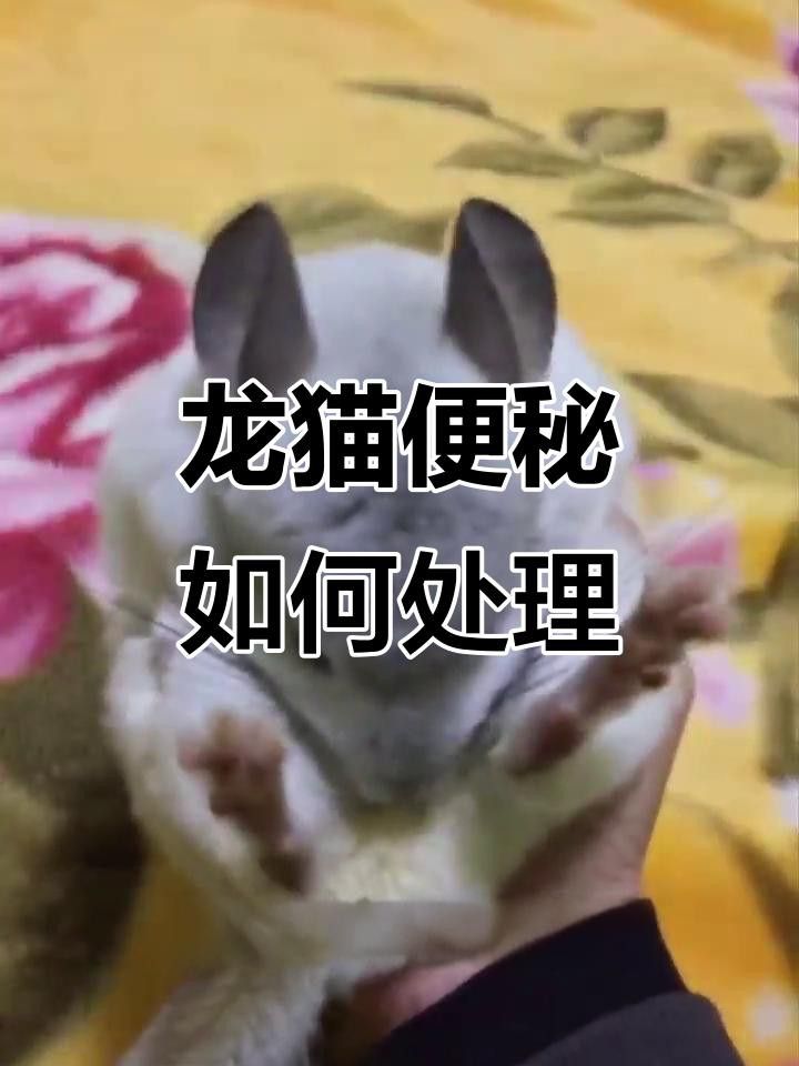 龍貓有哪些常見疾病？