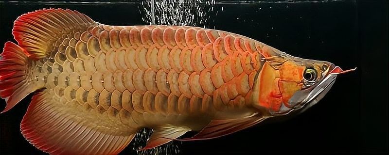 龍魚翹嘴好不好養(yǎng)活呢