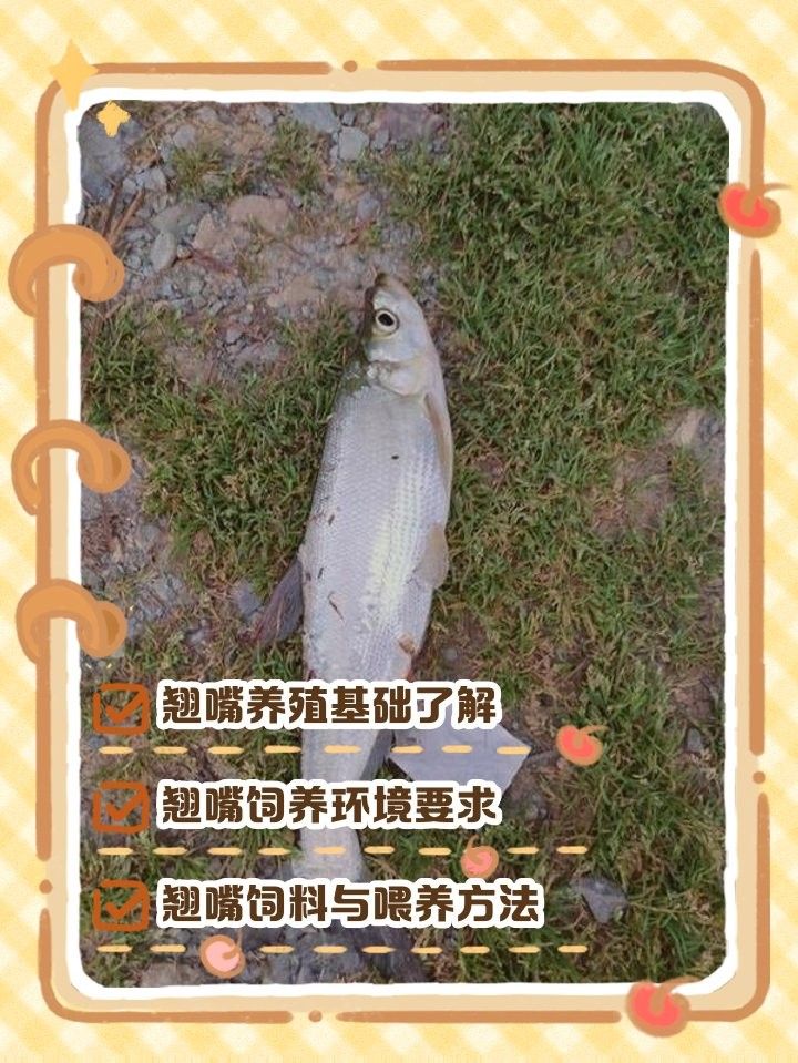 龍魚翹嘴好不好養(yǎng)活呢