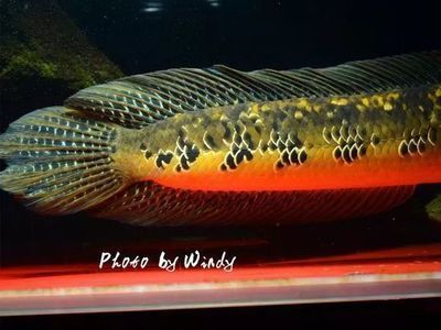 潛心夢徒還有哪些代表作品? 龍魚百科 第3張 潛心夢徒還有哪些代表作品? 潛心夢徒還有哪些代表作品? 龍魚百科 第3張