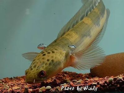 潛心夢徒還有哪些代表作品? 龍魚百科 第2張 潛心夢徒還有哪些代表作品? 潛心夢徒還有哪些代表作品? 龍魚百科 第2張