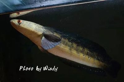 潛心夢徒還有哪些代表作品? 龍魚百科 第5張 潛心夢徒還有哪些代表作品? 潛心夢徒還有哪些代表作品? 龍魚百科 第5張