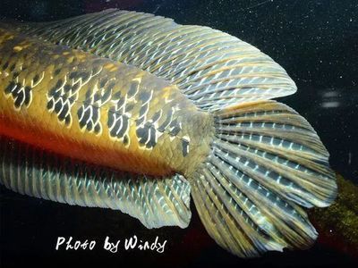 潛心夢徒還有哪些代表作品? 龍魚百科 第4張 潛心夢徒還有哪些代表作品? 潛心夢徒還有哪些代表作品? 龍魚百科 第4張