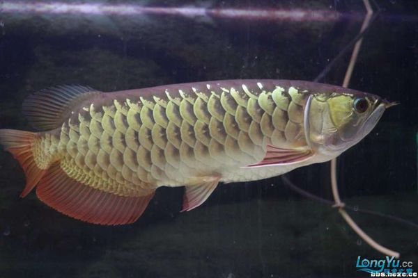 高背與過背龍魚區別大嗎，高背與過背龍魚的區別