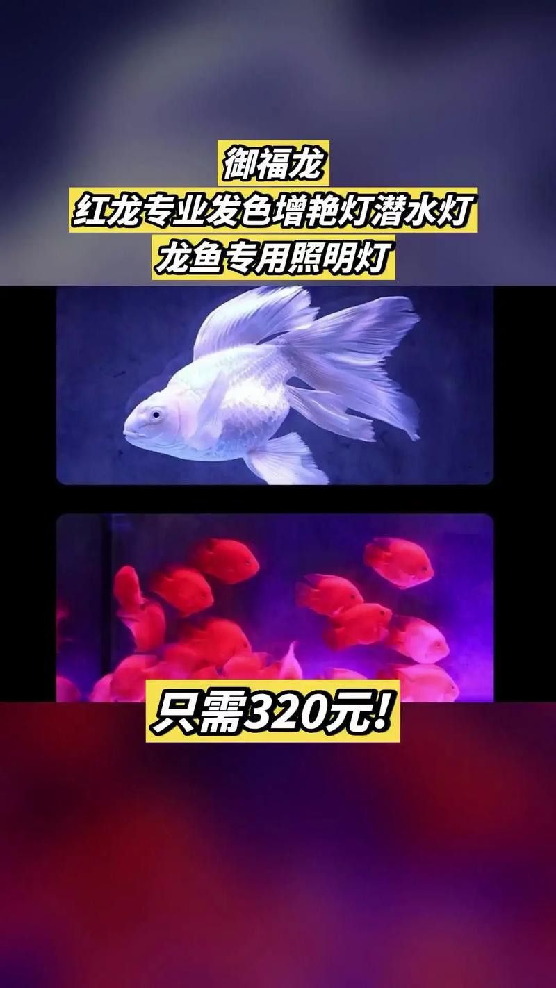 紅龍魚用黃燈好嗎圖片