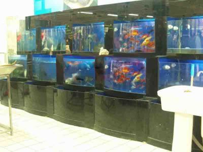 龍魚去哪里批發便宜點（廣州花地灣越和花鳥魚蟲市場、廣州花地灣龍魚批發市場地址查詢） 龍魚去哪里批發便宜點（廣州花地灣越和花鳥魚蟲市場、廣州花地灣龍魚批發市場地址查詢） 龍魚百科 第3張