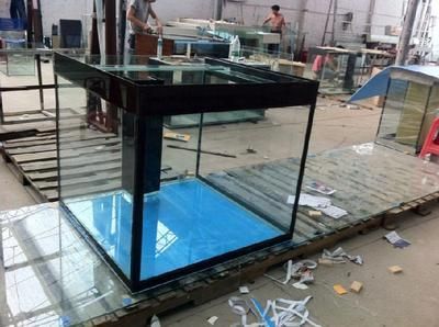 龍魚去哪里批發便宜點（廣州花地灣越和花鳥魚蟲市場、廣州花地灣龍魚批發市場地址查詢） 龍魚去哪里批發便宜點（廣州花地灣越和花鳥魚蟲市場、廣州花地灣龍魚批發市場地址查詢） 龍魚百科 第5張