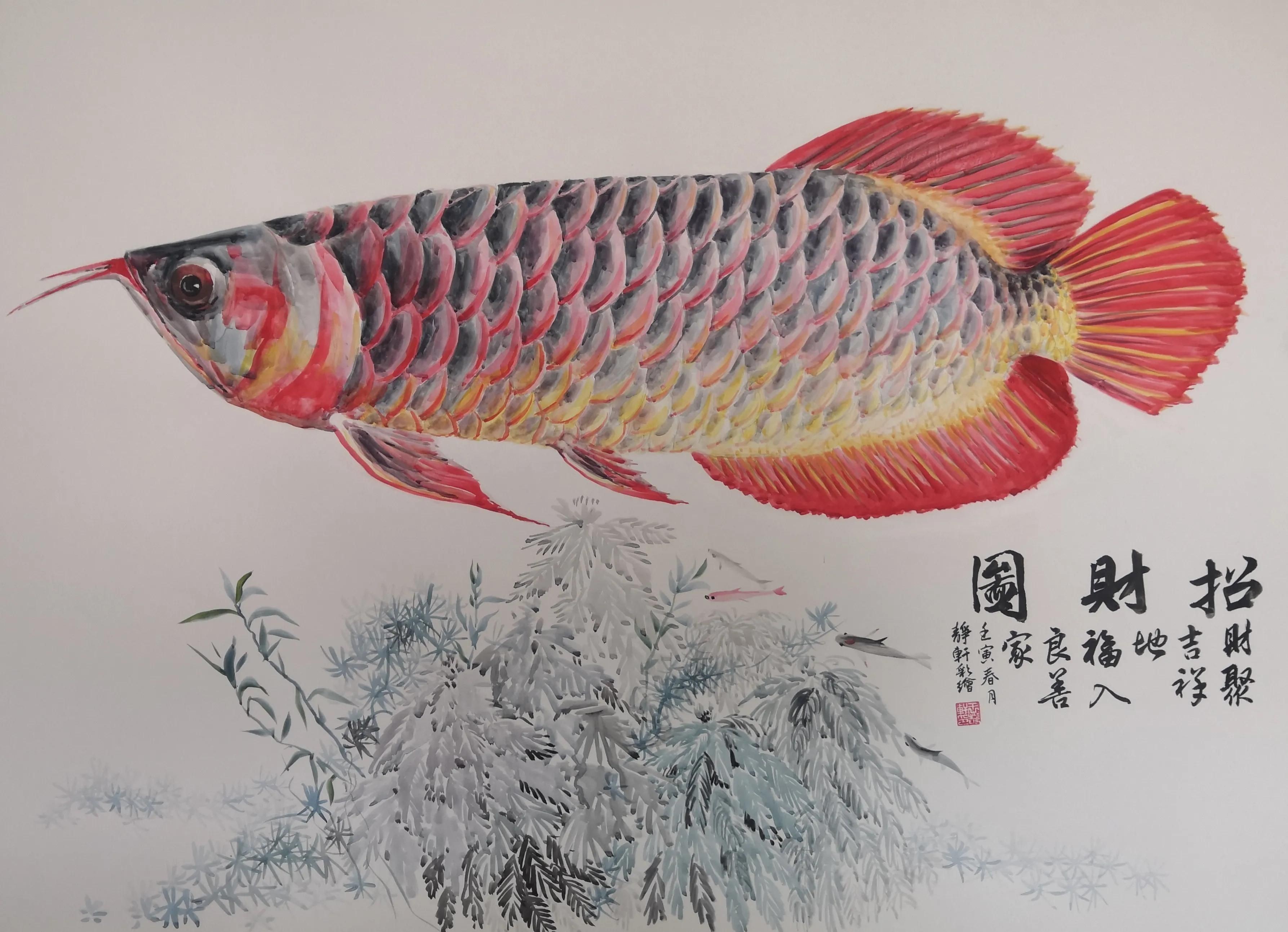 紅龍魚(yú)國(guó)畫(huà)高清：紅龍魚(yú)國(guó)畫(huà)高清圖片