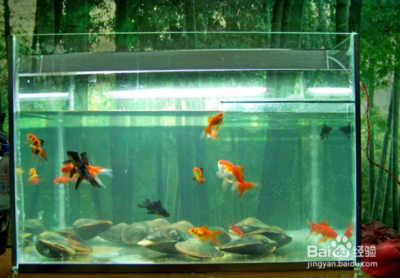 鳳凰金龍魚（“鳳凰金龍魚”可能指的是觀賞魚領域的金龍魚和鳳凰魚）