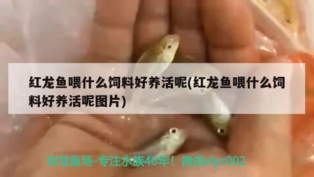 紅龍魚(yú)品種排行圖片及價(jià)格表（紅龍魚(yú)品種排行圖片及價(jià)格表大全）