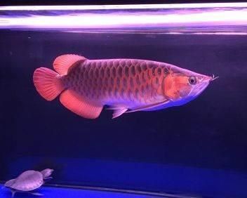 金龍魚幾年開始發色