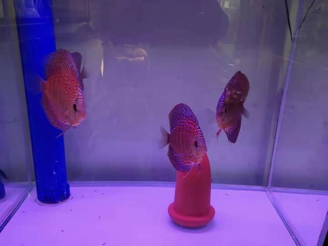 雷龍魚缸內(nèi)裝飾品推薦：雷龍魚缸裝飾推薦 雷龍魚缸內(nèi)裝飾品推薦：雷龍魚缸裝飾推薦 龍魚百科 第2張