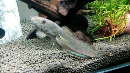 雷龍魚缸內(nèi)裝飾品推薦：雷龍魚缸裝飾推薦 雷龍魚缸內(nèi)裝飾品推薦：雷龍魚缸裝飾推薦 龍魚百科 第1張
