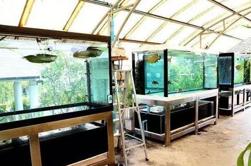 銀龍魚苗換水后觀察要點：銀龍魚苗健康養殖的日常管理 銀龍魚苗換水后觀察要點：銀龍魚苗健康養殖的日常管理 龍魚百科 第5張