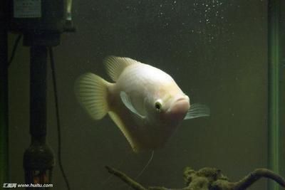 龍魚招財魚混養喂食方法（龍魚和招財魚可以混養嗎？）