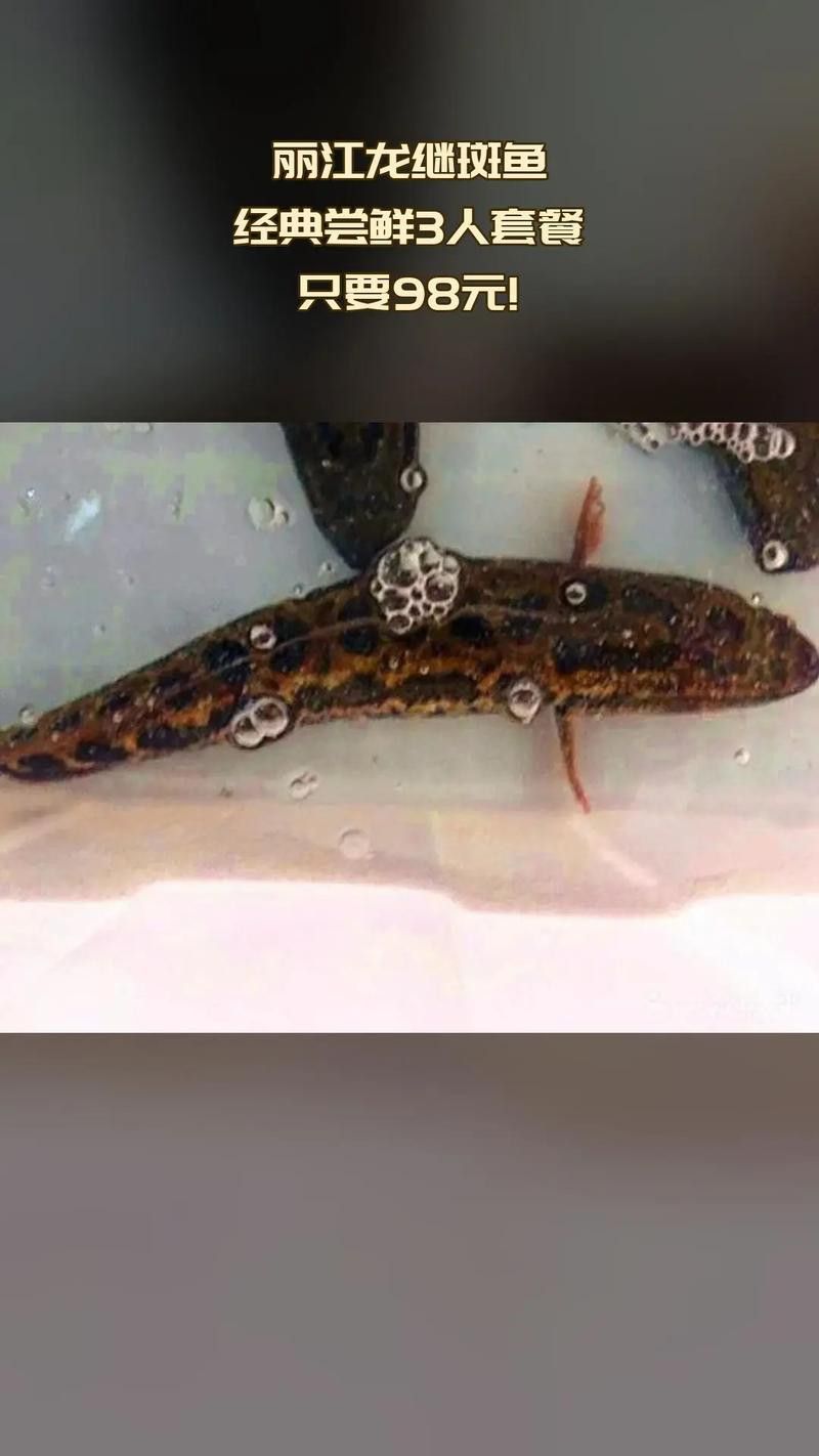 斑尾龍魚圖片大全大圖