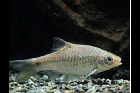 斑尾龍魚圖片大全大圖
