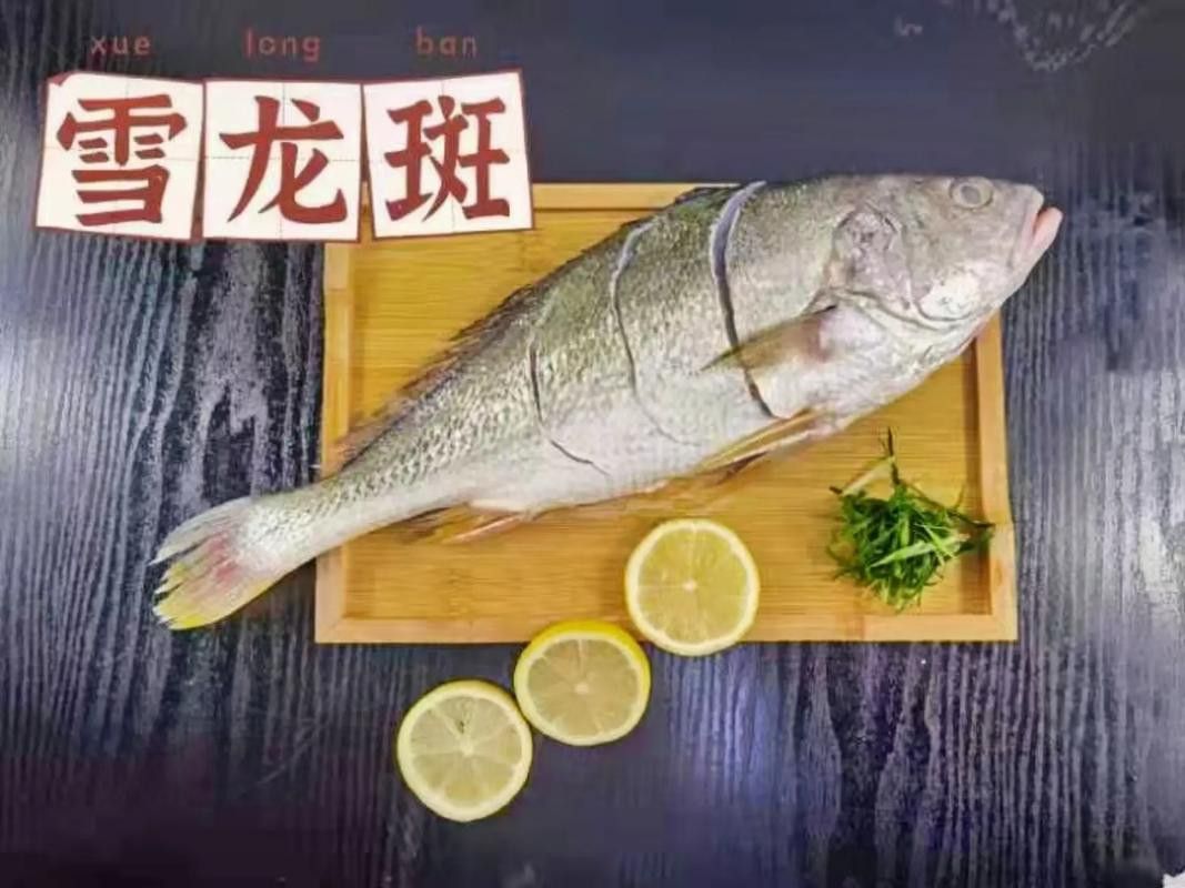 斑尾龍魚圖片大全大圖