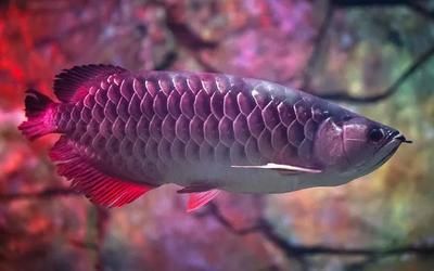 龍魚苗多少錢：龍魚苗價格是多少