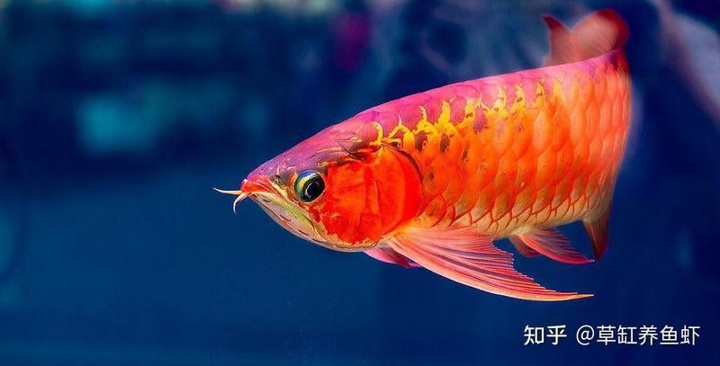 龍魚吃面包蟲嗎