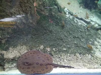 龍魚和埃及神仙混養：龍魚與埃及神仙混養的可行性 龍魚和埃及神仙混養：龍魚與埃及神仙混養的可行性 龍魚百科 第5張