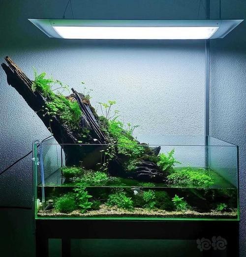 龍魚缸放沉木圖片欣賞大全