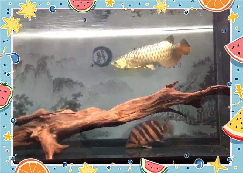 龍魚缸放沉木圖片欣賞大全
