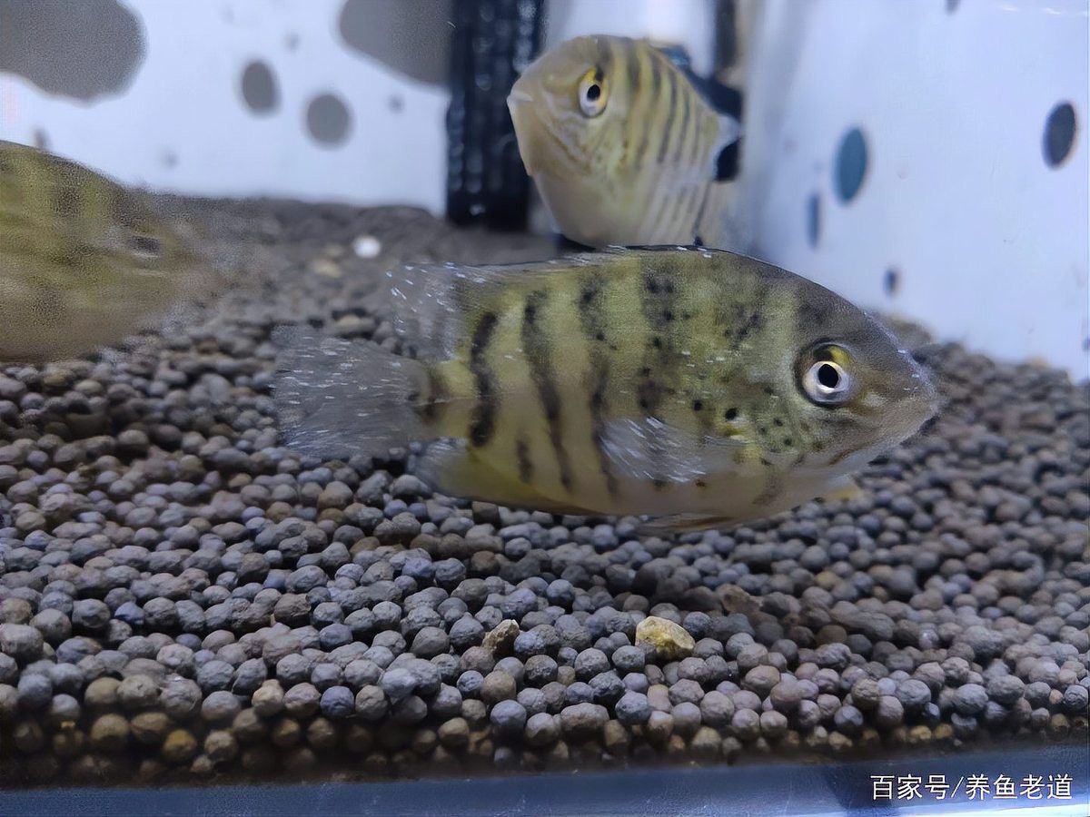 藍曼龍魚身上有白點
