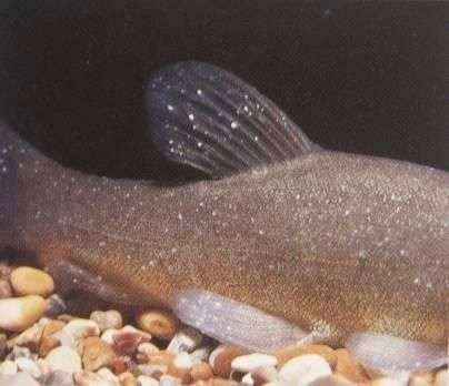 藍曼龍魚身上有白點