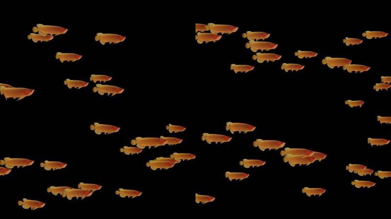 金龍魚原創視頻下載 金龍魚原創視頻下載 龍魚百科 第2張