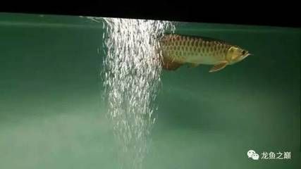 龍魚怎樣換水：給龍魚換水時(shí)注意事項(xiàng)和注意事項(xiàng)和注意事項(xiàng)